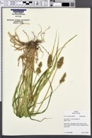 Carex stipitata image