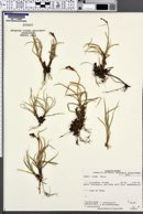 Carex stans image