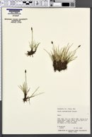 Carex subnigricans image