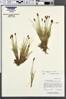 Carex subnigricans image