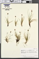 Carex supina subsp. spaniocarpa image