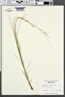 Carex rosea var. radiata image
