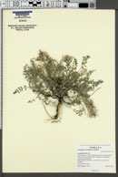 Astragalus concordius image