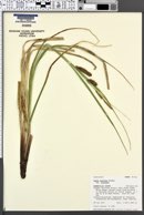 Carex rostrata var. rostrata image