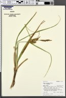 Carex rostrata var. rostrata image