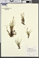 Carex rupestris var. drummondiana image