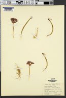 Image of Allium atrorubens