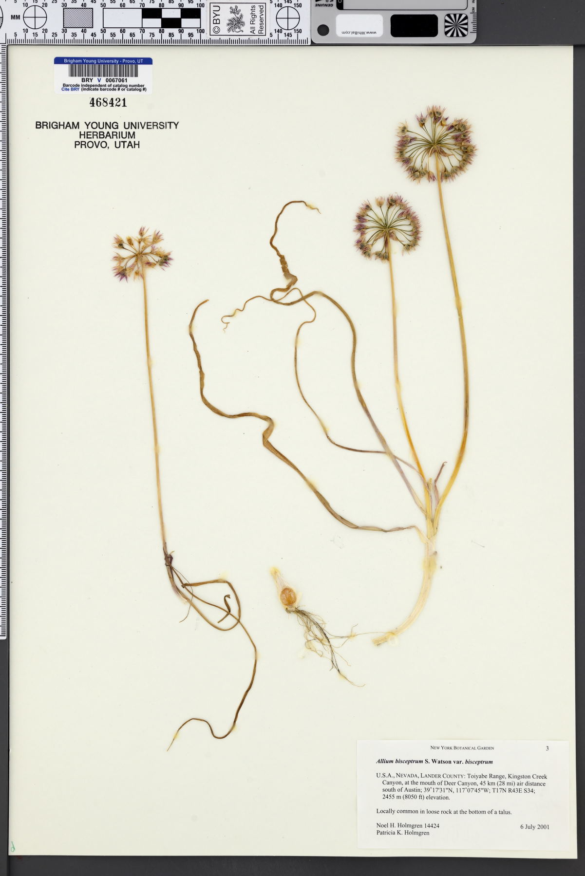 Allium bisceptrum var. bisceptrum image