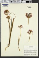 Allium bisceptrum image