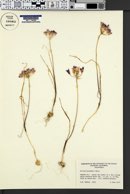 Image of Allium bolanderi