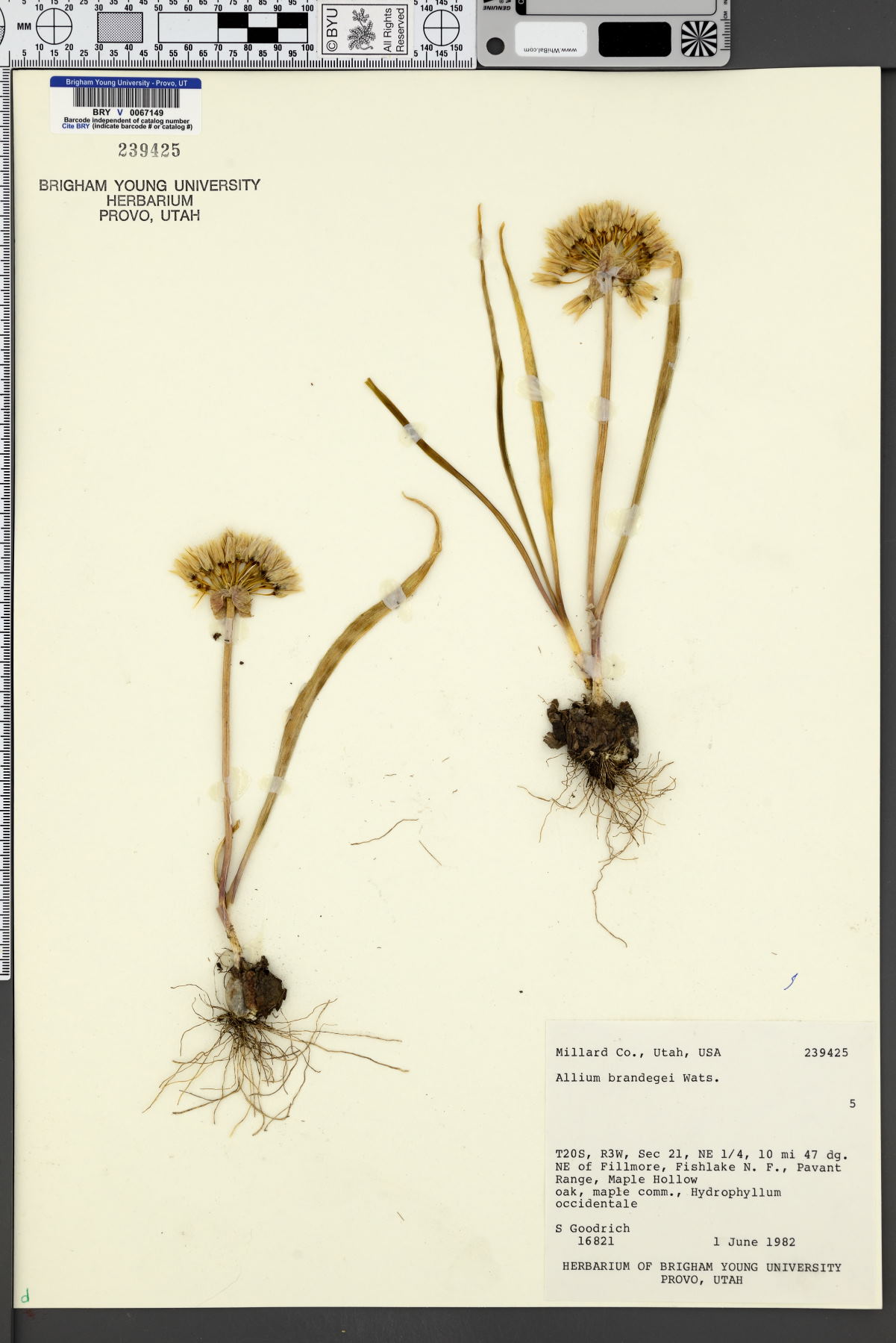 Allium brandegeei image