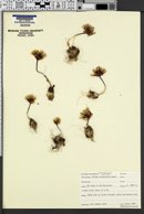 Allium cratericola image