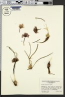 Image of Allium cratericola