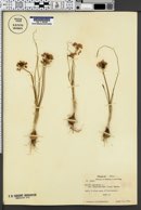 Allium canadense var. hyacinthoides image