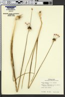 Allium canadense image