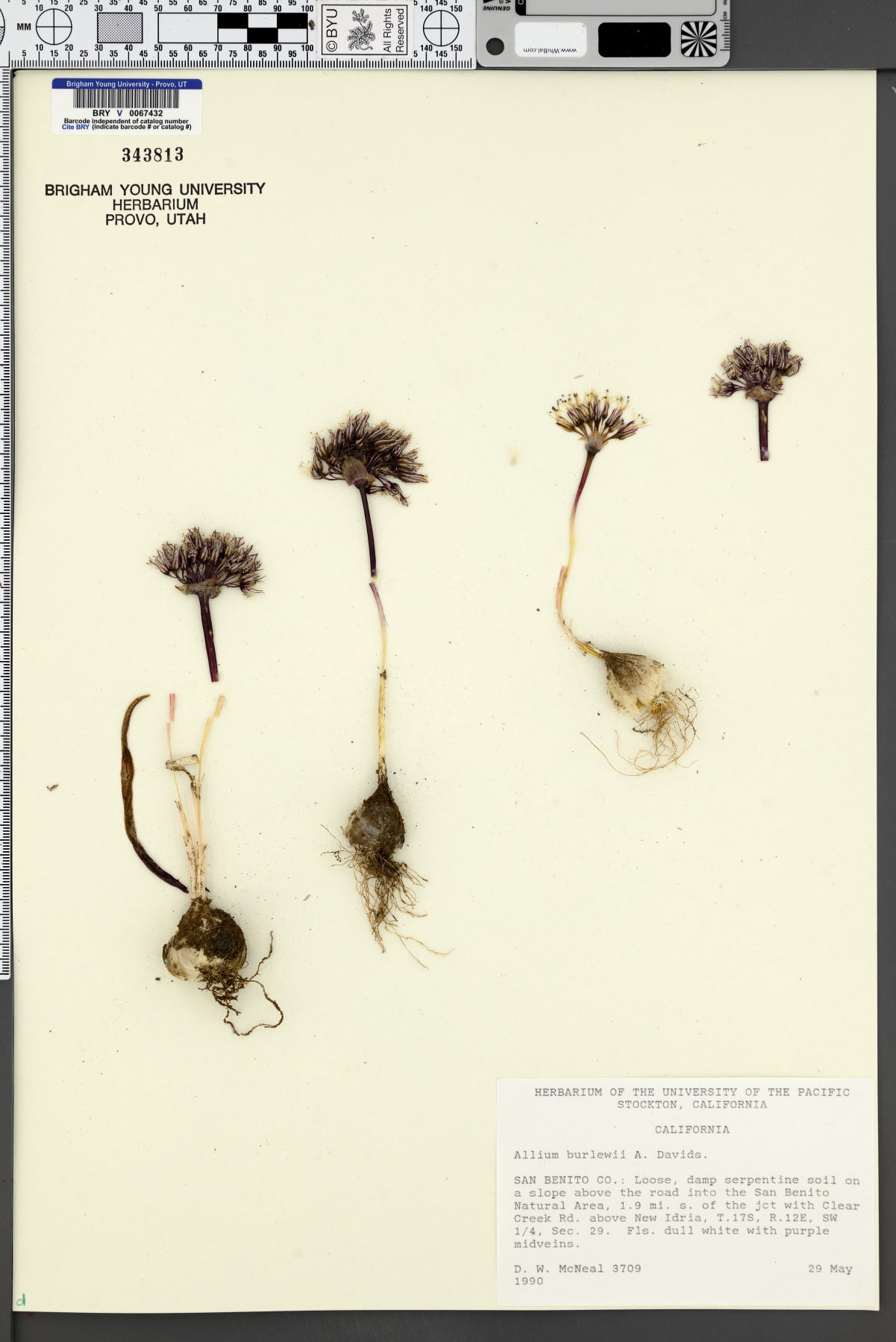 Allium burlewii image