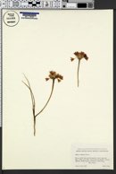 Image of Allium crispum