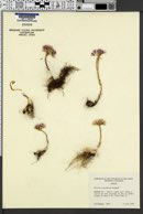 Allium crenulatum image
