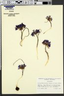 Allium denticulatum image