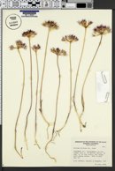 Image of Allium dictuon