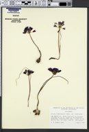 Allium fimbriatum image