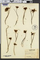Image of Allium fimbriatum