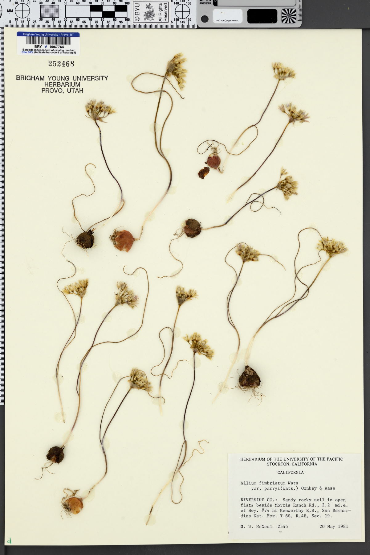 Allium fimbriatum var. parryi image
