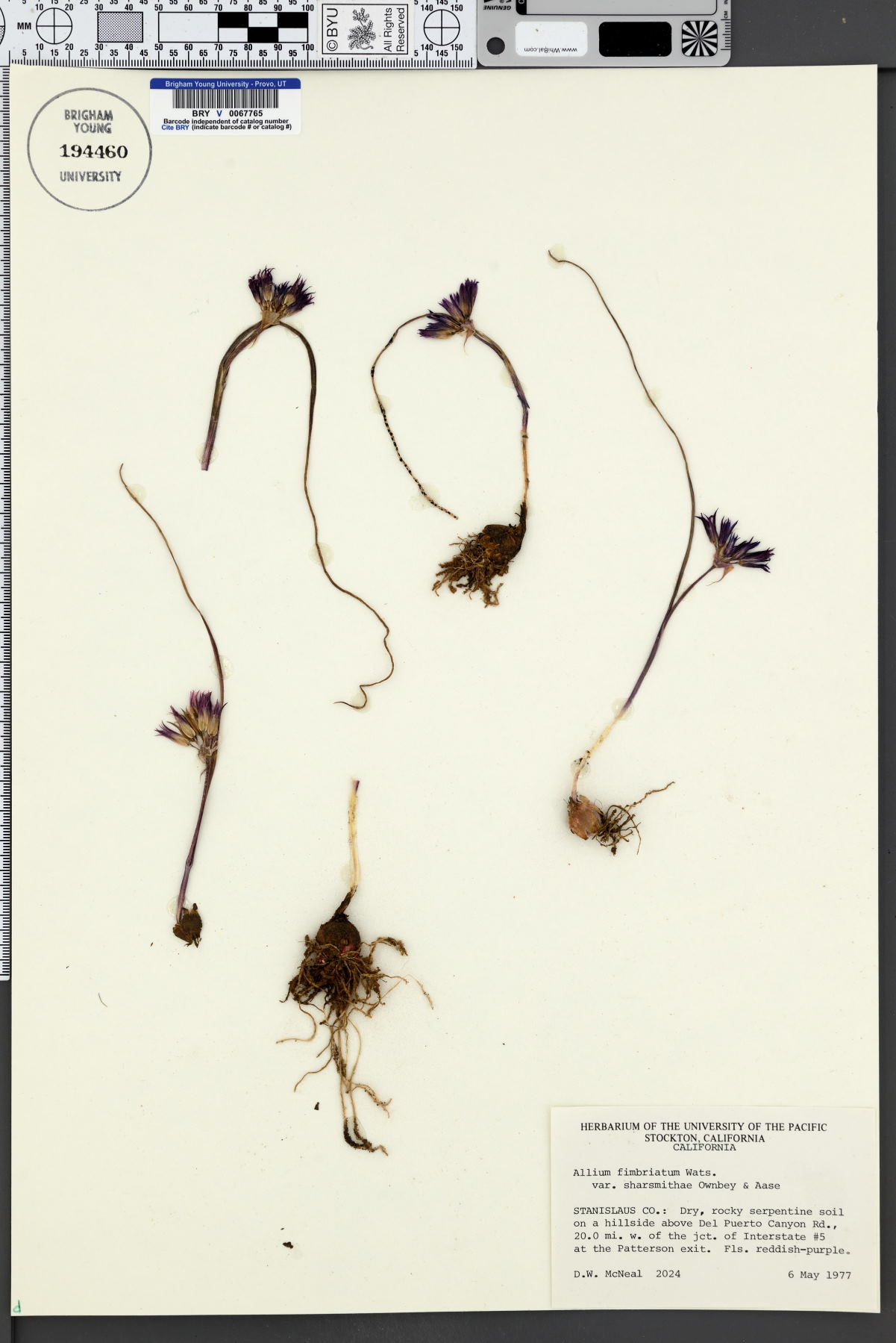 Allium fimbriatum var. sharsmithiae image