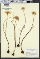 Allium fimbriatum image