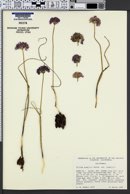Allium howellii image