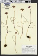 Allium howellii image