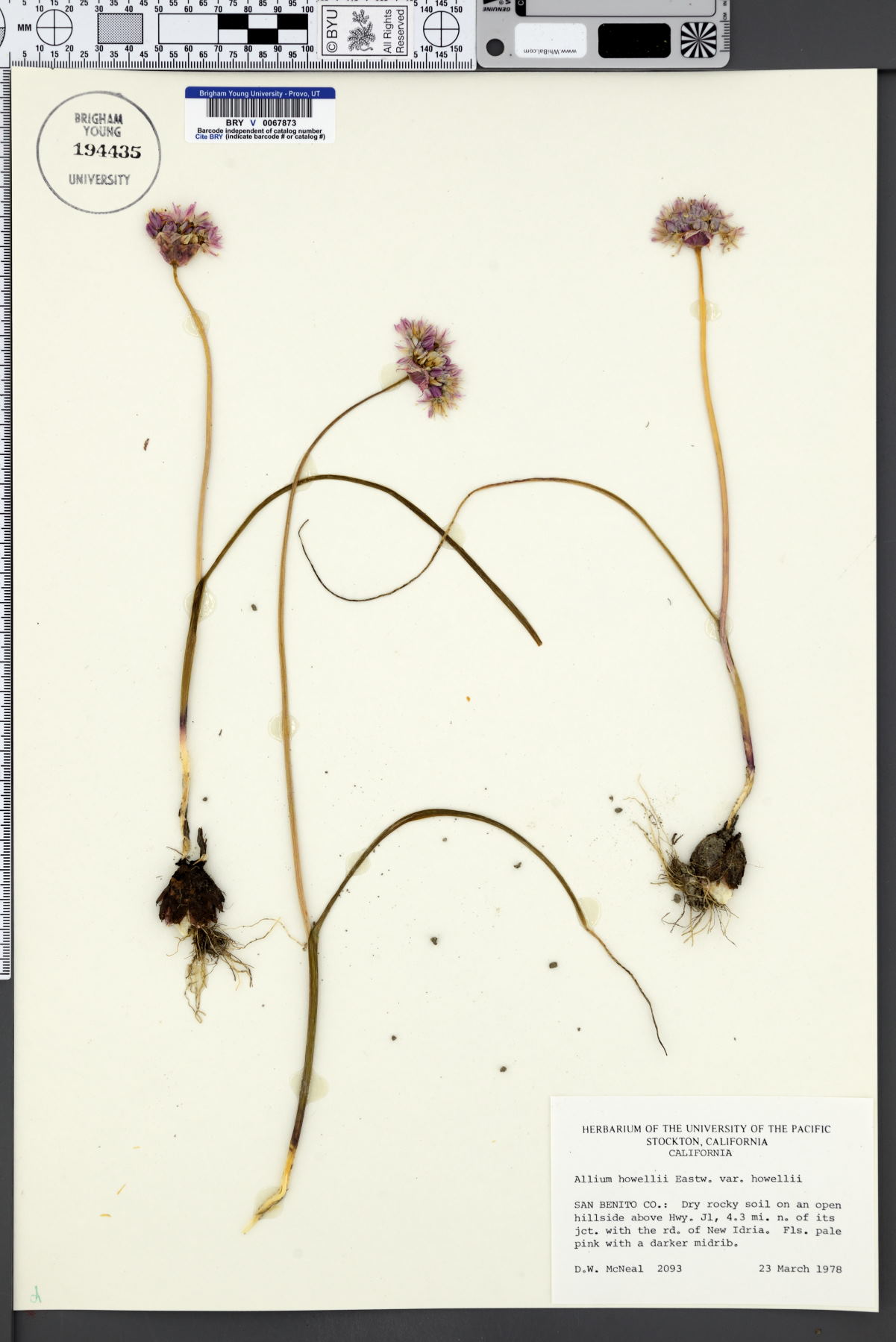 Allium howellii var. howellii image
