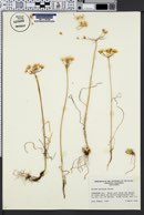 Image of Allium hyalinum
