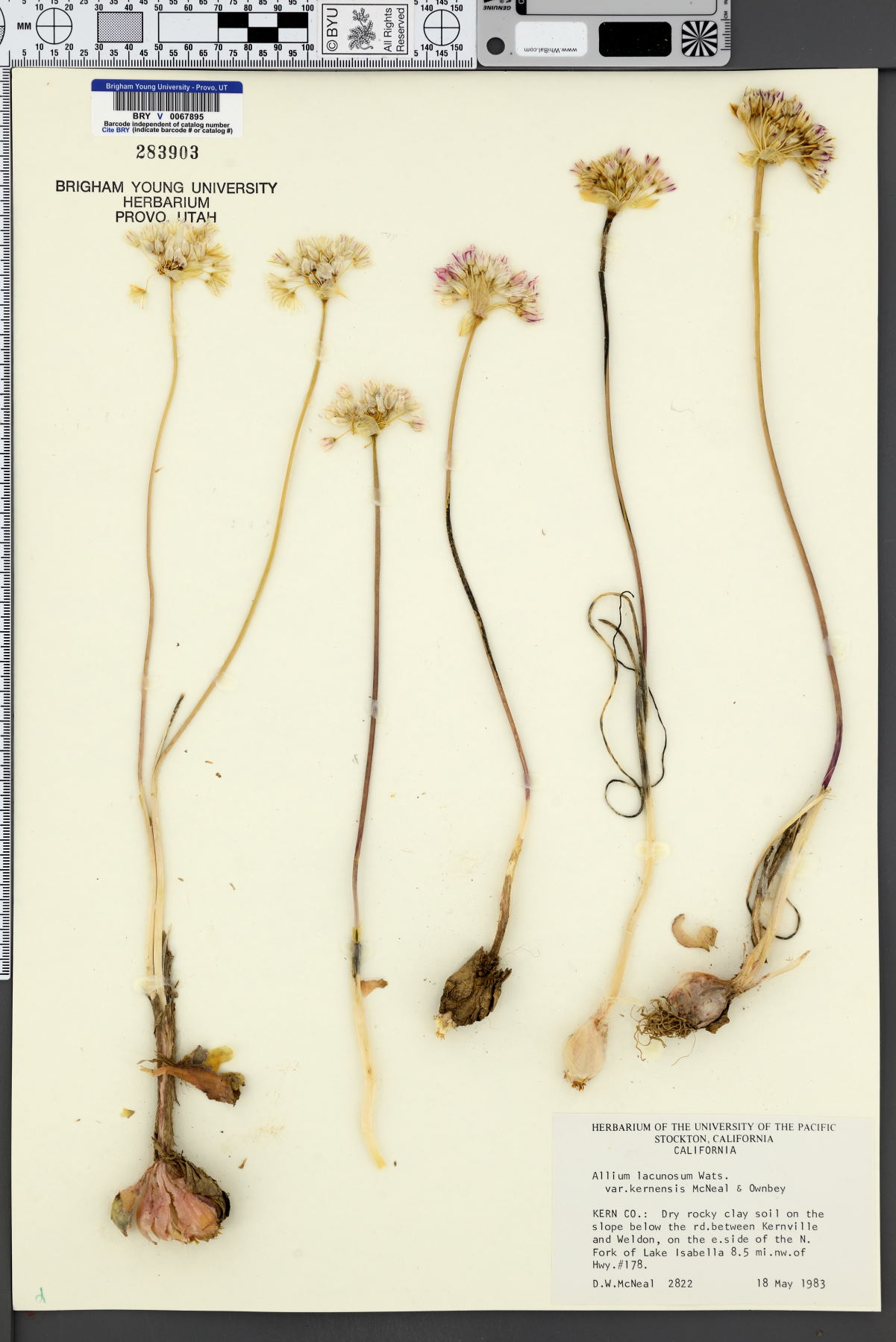 Allium lacunosum var. kernense image