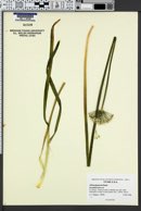 Allium giganteum image
