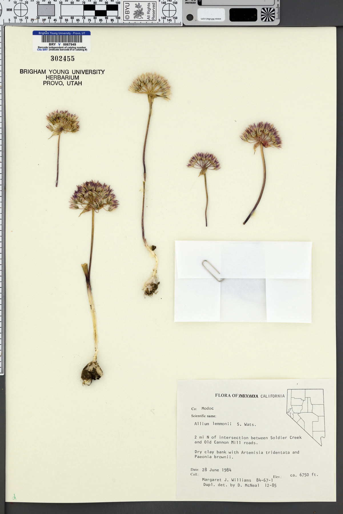 Allium lemmonii image