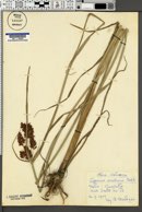 Cyperus serotinus image