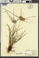 Cyperus tenuis image