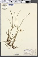 Image of Cyperus regiomontanus
