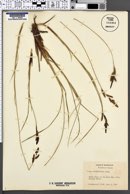 Carex suborbiculata image