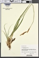 Image of Carex sartwelliana