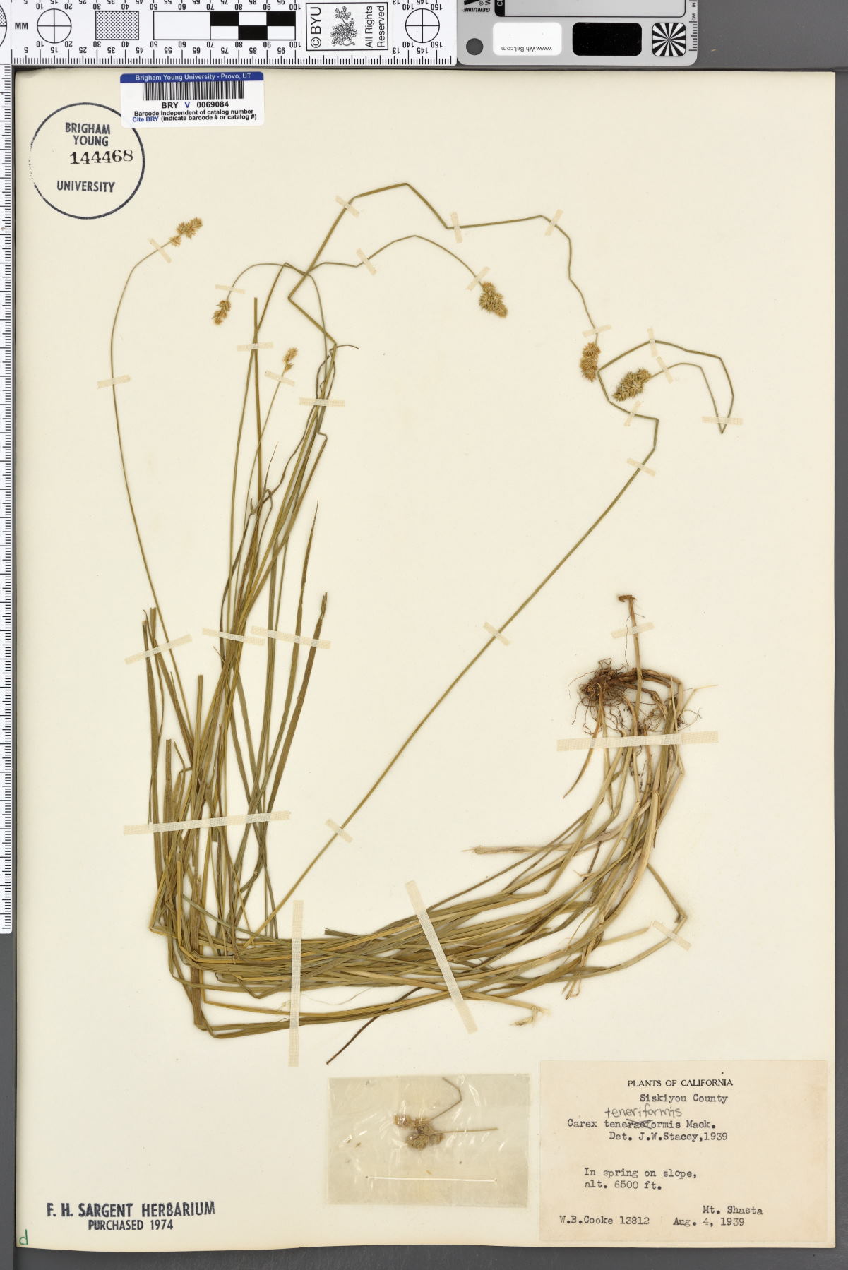 Carex teneriformis image
