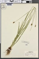 Carex teneriformis image