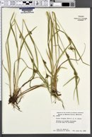 Carex turgida image