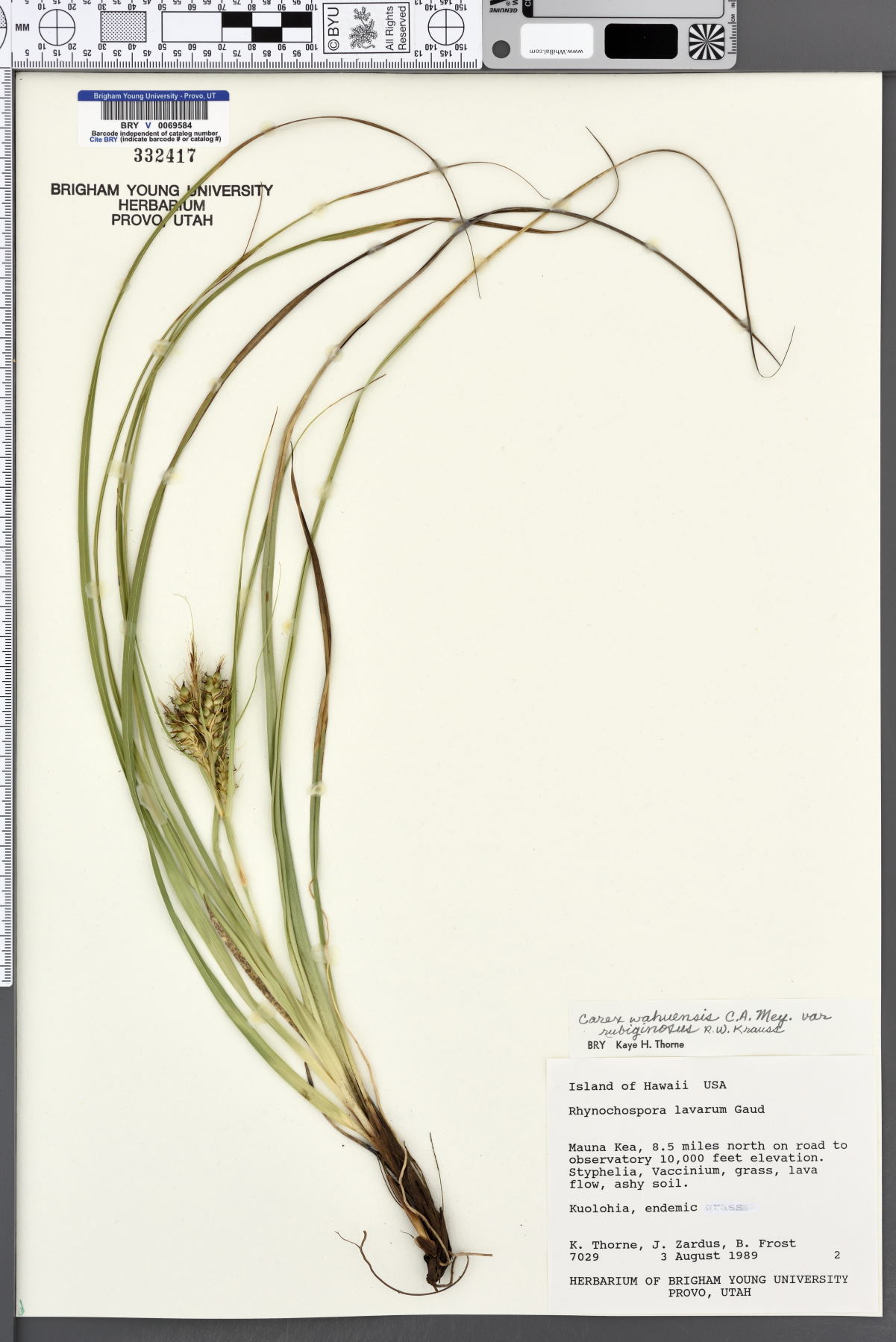 Carex wahuensis var. rubiginosa image
