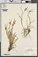 Carex lepidocarpa subsp. jemtlandica image