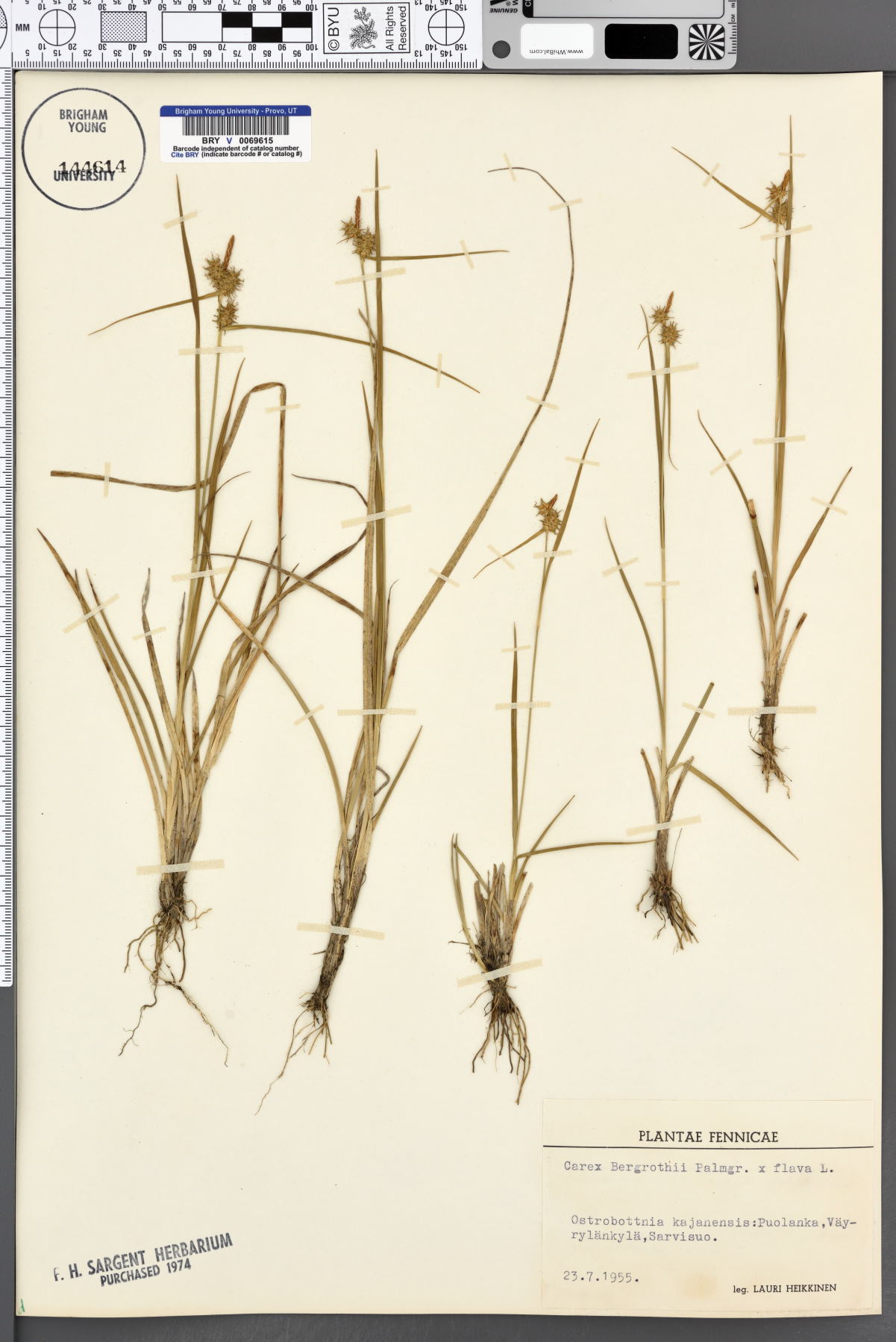 Carex oederi var. bergrothii image