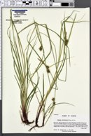 Image of Carex elliottii