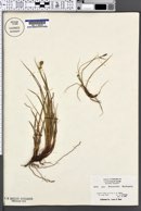 Image of Carex brainerdii