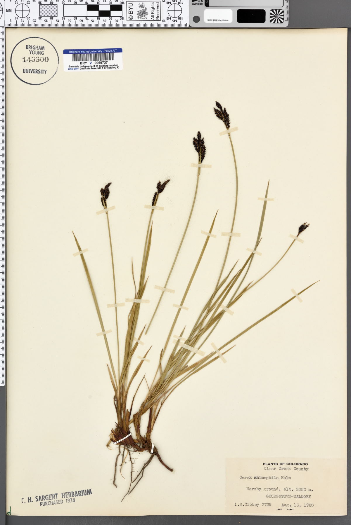 Carex chimaphila image